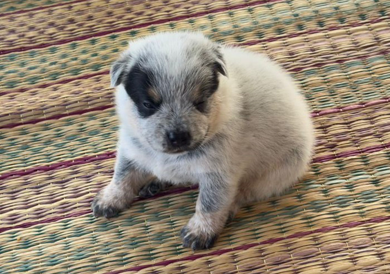Still Available - One Special Male Puppy
