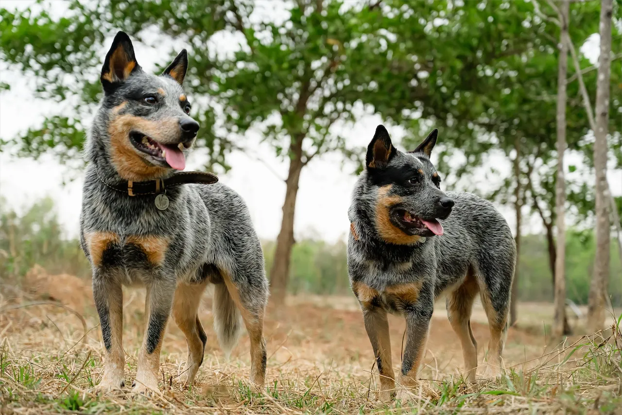 Rebel and Barra – proud parents of the 2025 litter.