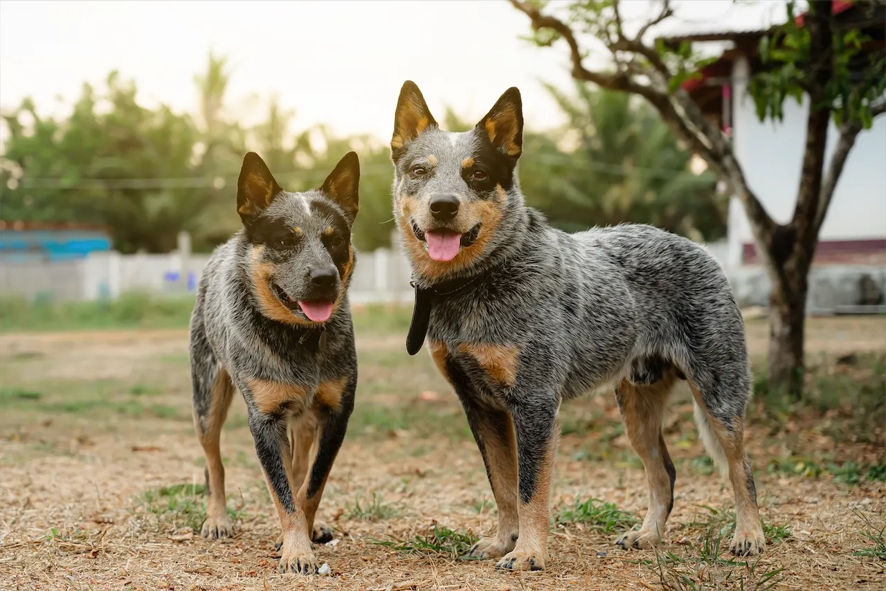 Rebel and Barra, two Australian Cattle Dogs, standing head to head in an open field — a quiet moment of trust and connection.