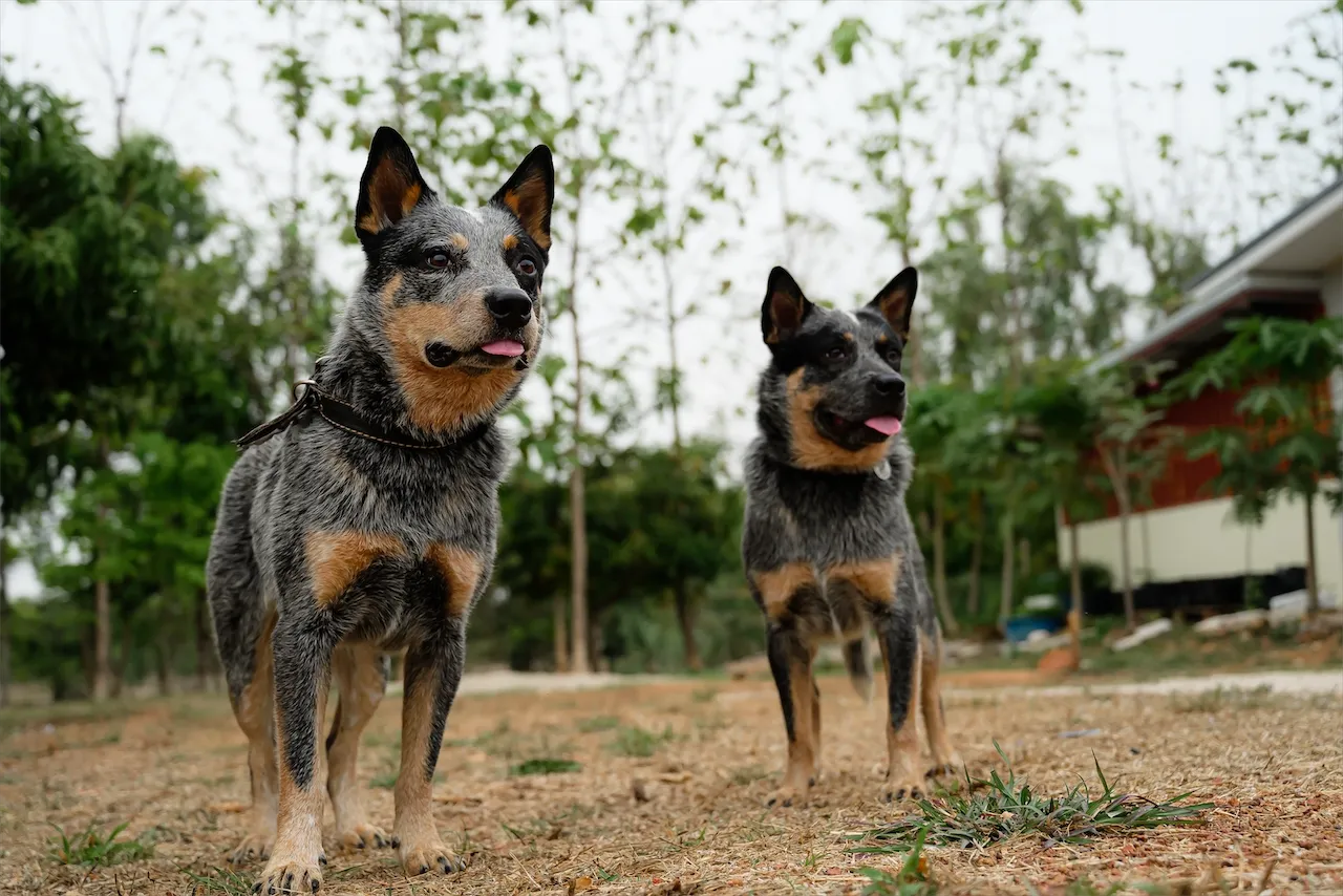 Rebel and Barra, two Australian Cattle Dogs, standing side by side in a field in Thailand — calm, focused, and ready for work.