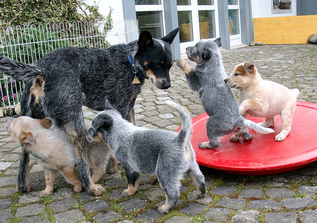 ACD 