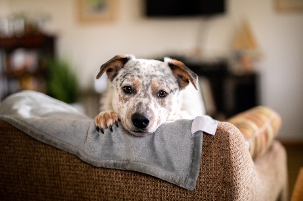Character and Behavior of Australian Cattle Dogs