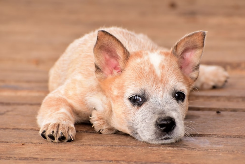 Health and Care of the Dogs