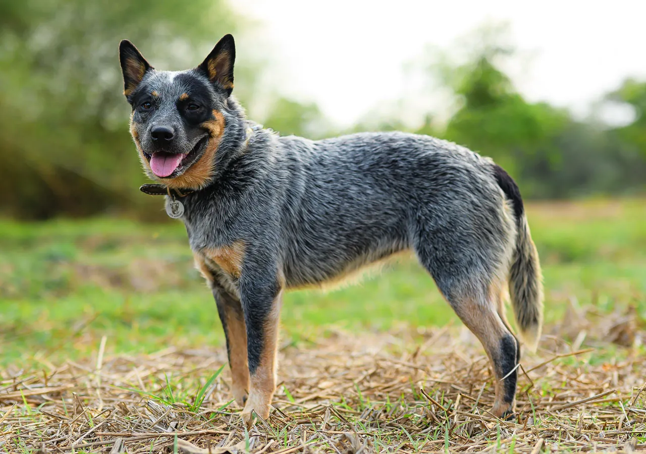 Photo of an Australian Cattle Dog in Thailand – alert and focused, symbolizing intelligence and loyalty.