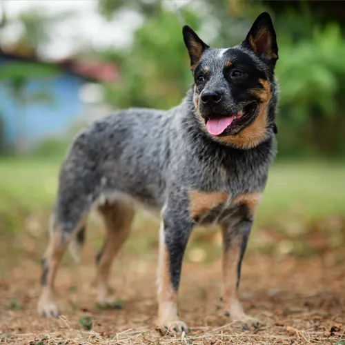 Australian Cattle Dog sitting alert with upright ears and focused expression.