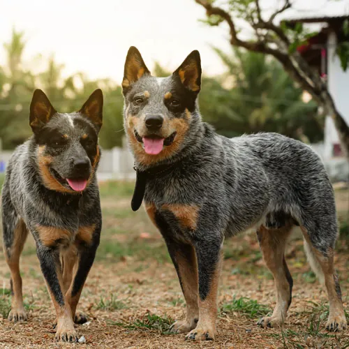 Two Australian Cattle Dogs standing side by side, alert and attentive in an outdoor setting.