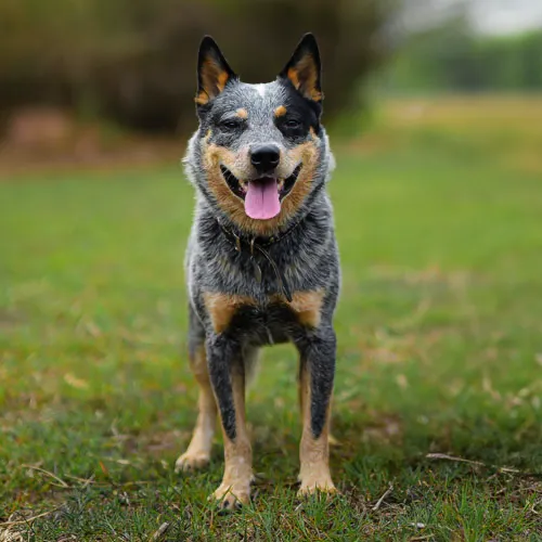 Australian Cattle Dog looking directly at the camera with an alert and focused expression.